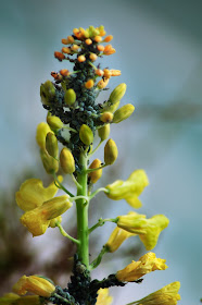 Aphids Feeding on Yellow Flower Stalk