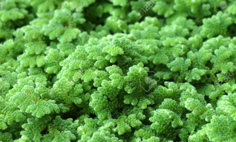 bentuk azolla pinata