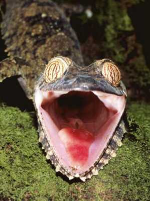 animals with weird faces, animals with crazy faces, leaf tailed gecko