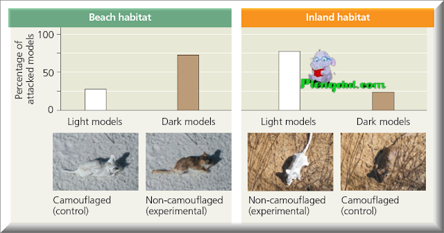 Figure: Inquiry Does camouflage affect predation rates on two populations of mice? Experiment Hopi Hoekstra and colleagues tested the hypothesis that coat coloration provides camouflage that protects beach and inland populations of Peromyscus polionotus mice from predation in their habitats. The researchers spray-painted mouse models with light or dark color patterns that matched those of the beach and inland mice and placed models with each of the patterns in both habitats. The next morning, they counted damaged or missing models. Results For each habitat, the researchers calculated the percentage of attacked models that were camouflaged or non-camouflaged. In both habitats, the models whose pattern did not match their surroundings suffered much higher “predation” than did the camouflaged models. Conclusion The results are consistent with the researchers’ prediction: that mouse models with camouflage coloration would be preyed on less often than non-camouflaged mouse models. Thus, the experiment supports the camouflage hypothesis. Data from S. N. Vignieri, J. G. Larson, and H. E. Hoekstra, The selective advantage of crypsis in mice, Evolution 64:2153–2158 (2010). INTERPRET THE DATA The bars indicate the percentage of the attacked models that were either light or dark. Assume 100 mouse models were attacked in each habitat. For the beach habitat, how many were light models? Dark models? Answer the same questions for the inland habitat.