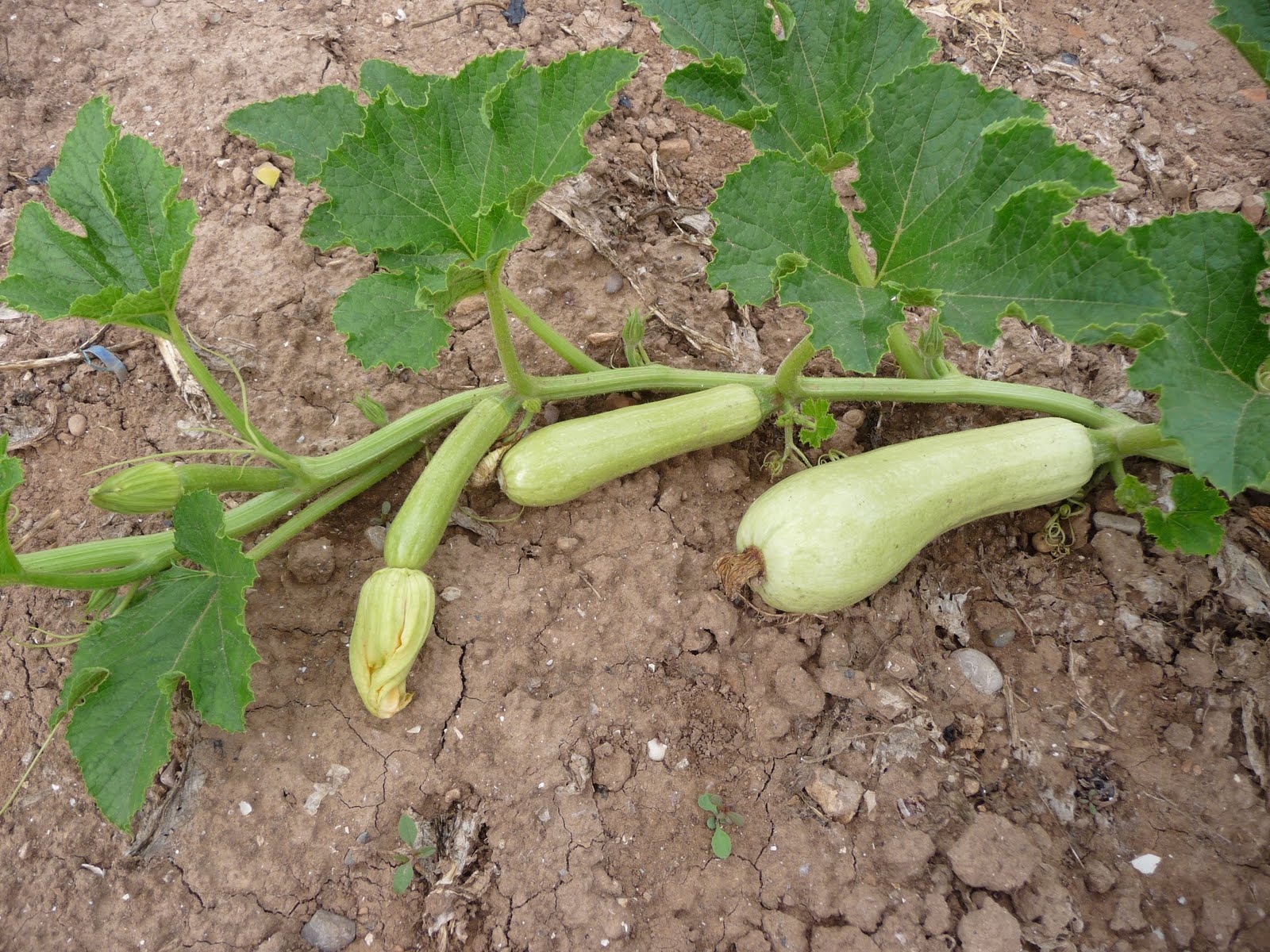 Agricultura Sana.: Calabacín blanco de Puebla de Arenoso. (30-05-2011)