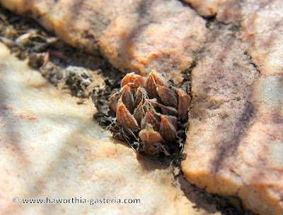 Haworthia nortieri - Doringrivier