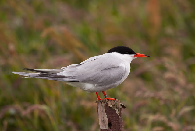 Common Tern - Farne Islands, Northumberland