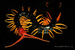 centipede scolopendra giant headed centipedes heros oklahoma legs sea flickr insect animal keeling anatomy deep venom scariest looking