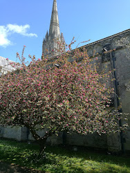 Salisbury, a katedrális tavasszal