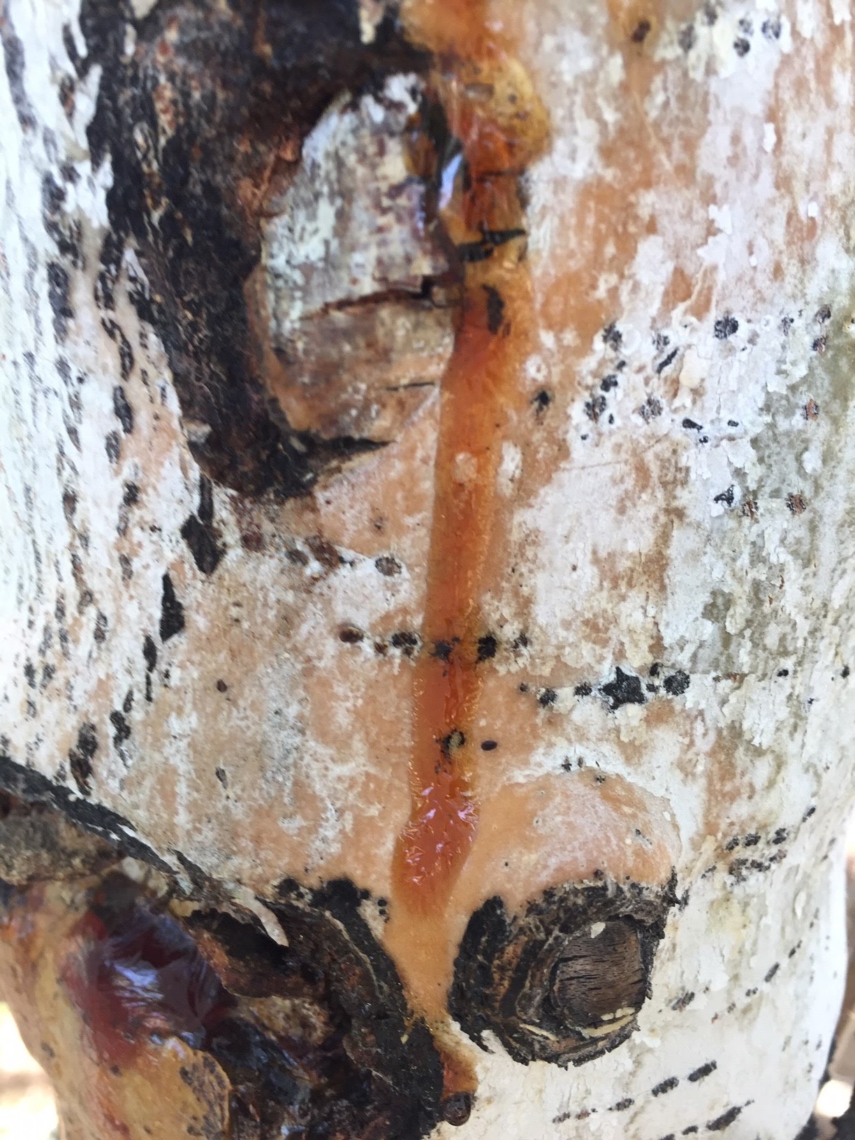 Diagnosing Trees with Oozing Sap… Again
