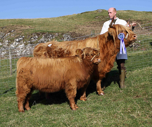 Temperate Climate Permaculture: Heritage Breeds: Highland Cattle