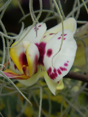 Phalaenopsis Moth Orchid hybrid at Allan Gardens Conservatory 2016 Spring Flower Show by garden muses-not another Toronto gardening blog