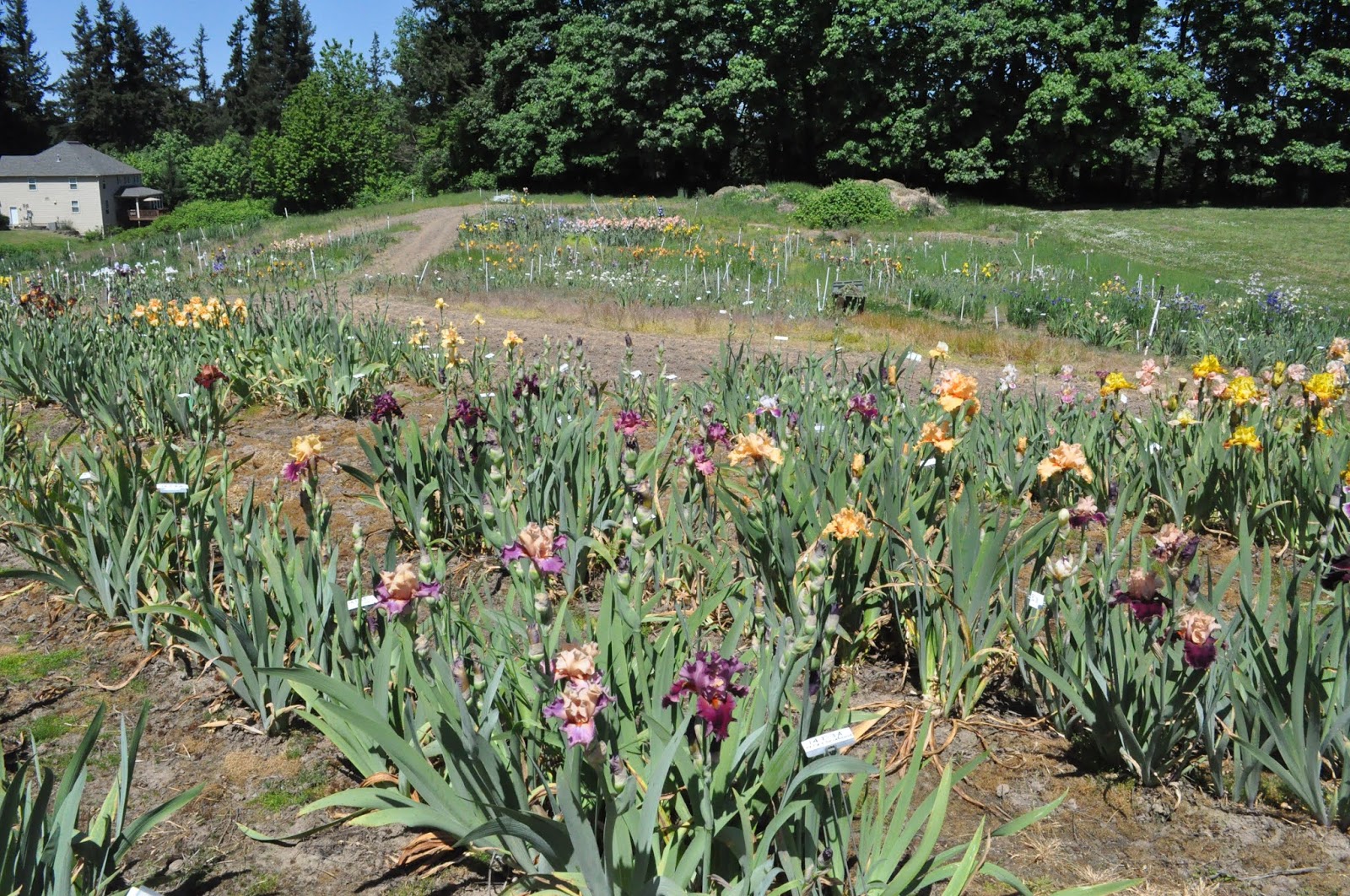 World of Irises On the Road Again Aitken’s Salmon Creek