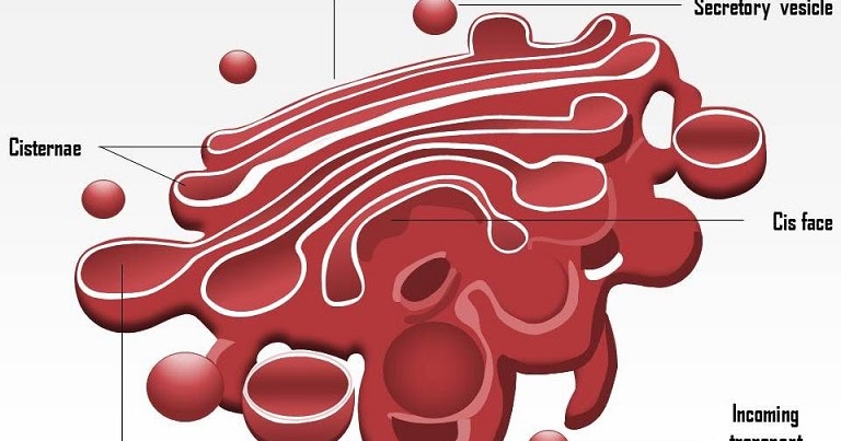 Apa yang Disebut Badan Golgi? Belajar Sampai Mati