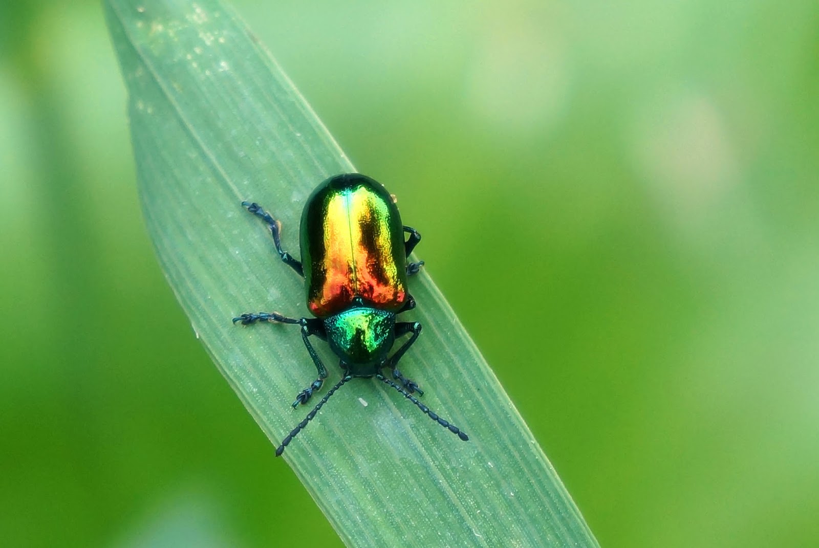 download glow beetle download glow beetle
