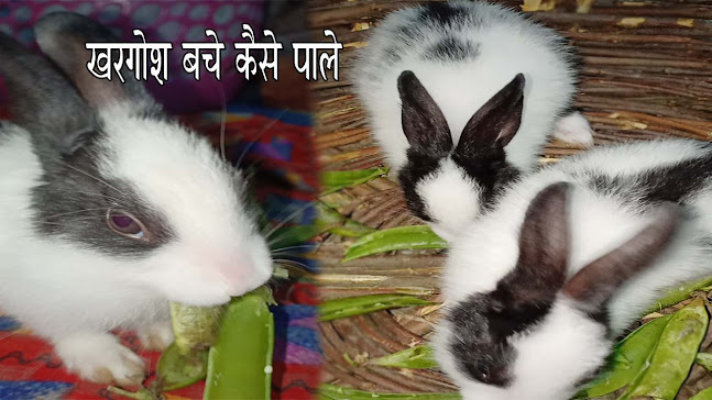 rabbit%2Bbaby Punjab News
