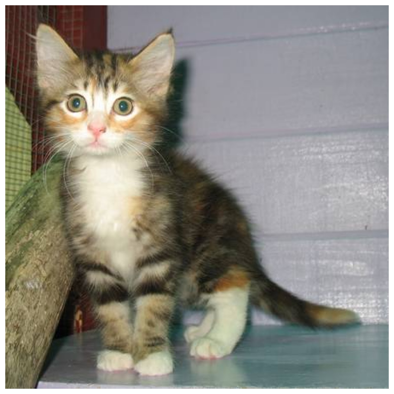 Olive Juice & Elephant Shoes Day 301