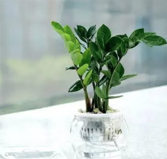 辦公室綠植擺放風水秘訣