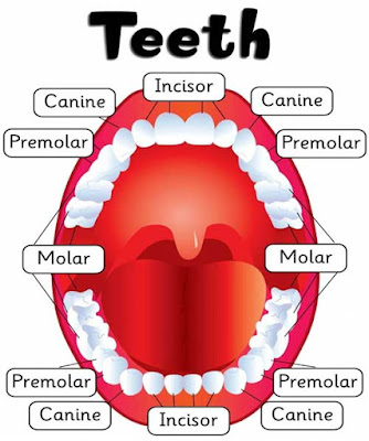 Human teeth| Names, types| Tooth functions