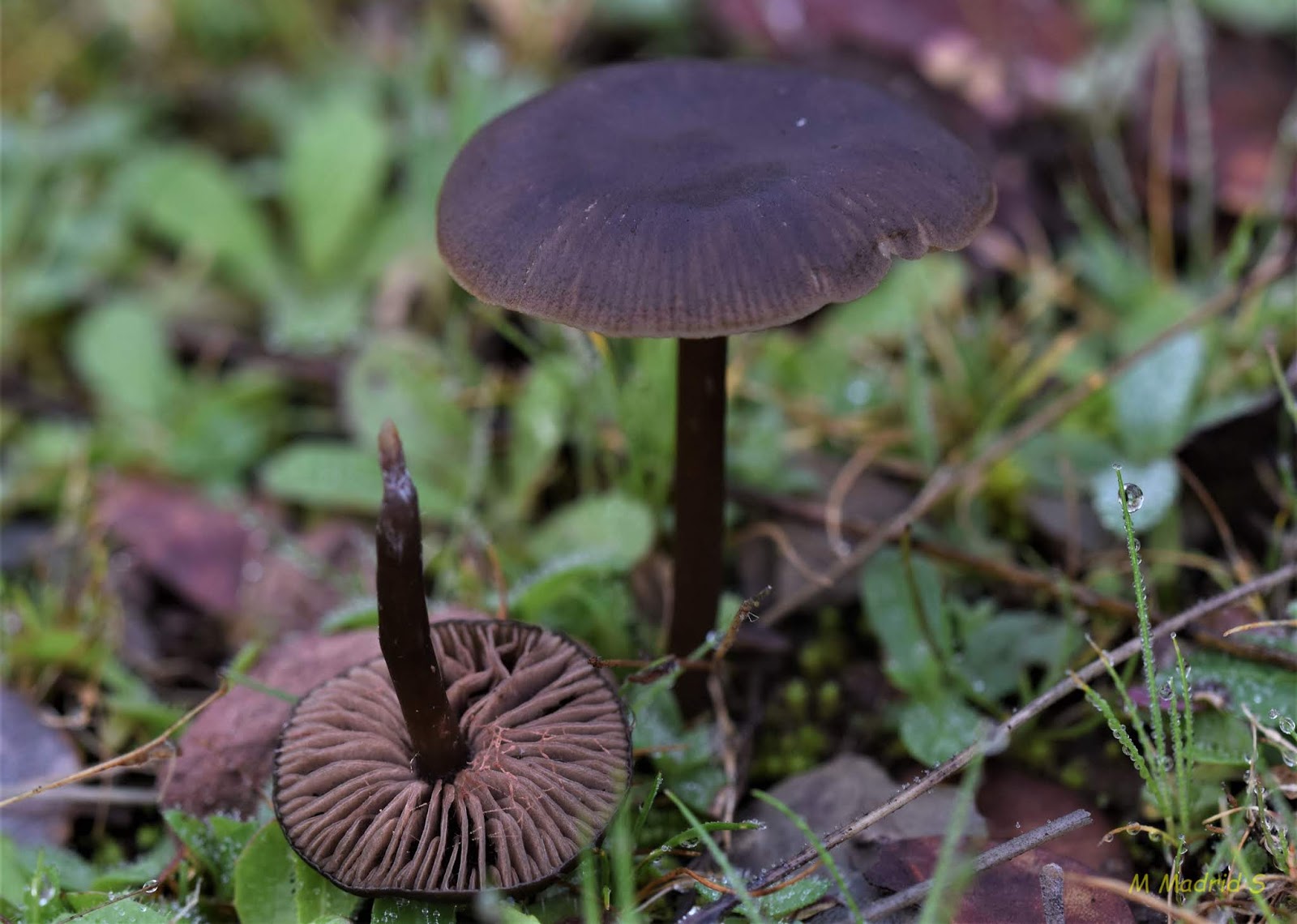 SETAS DEL VALLE DE LOS PEDROCHES ENTOLOMA SERICEUM