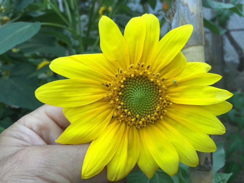 Growing sunflowers is an easy and a funny way to add a burst of color to your garden.