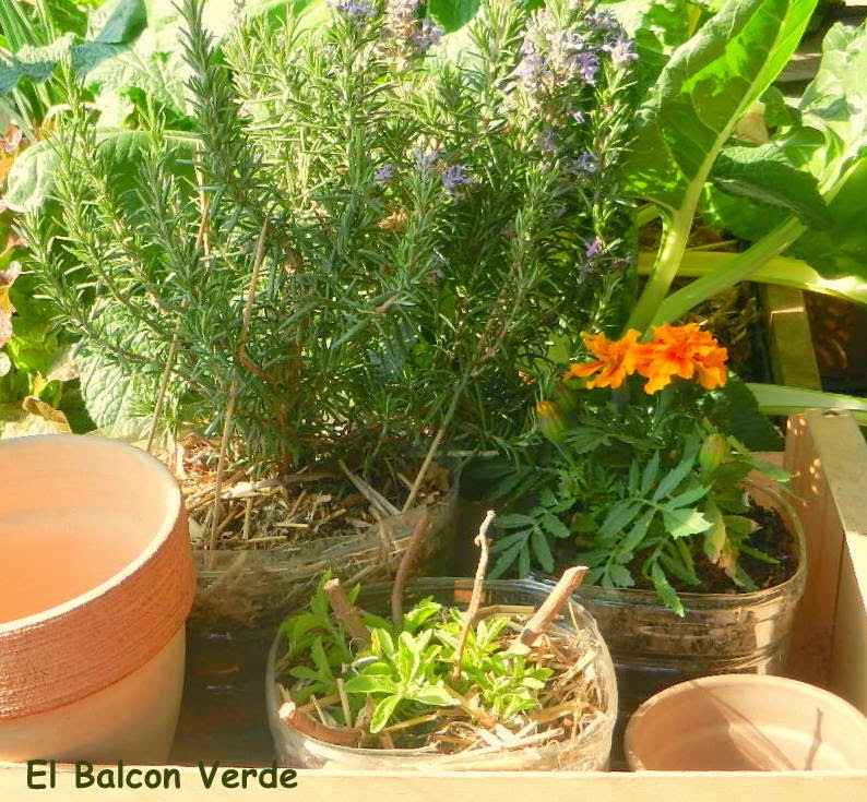 Romero, estevia, tagete