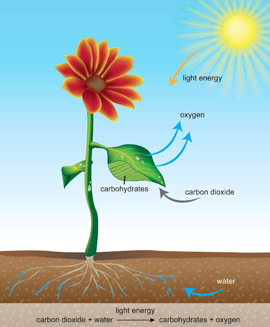 Kamana & Prabhas Photosynthesis Process, Required Raw Materials and