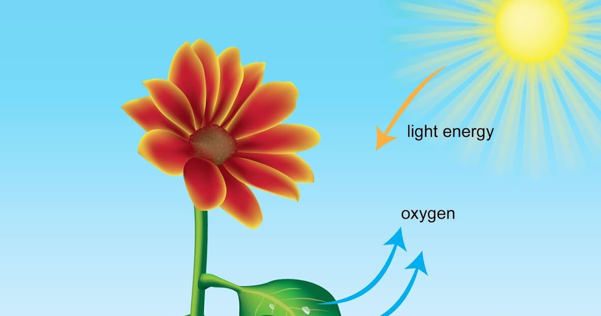 Kamana & Prabhas Photosynthesis Process, Required Raw Materials and Products