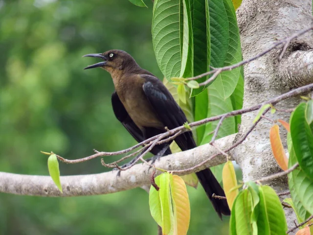 Costa Rica Birds: Great tailed grackle