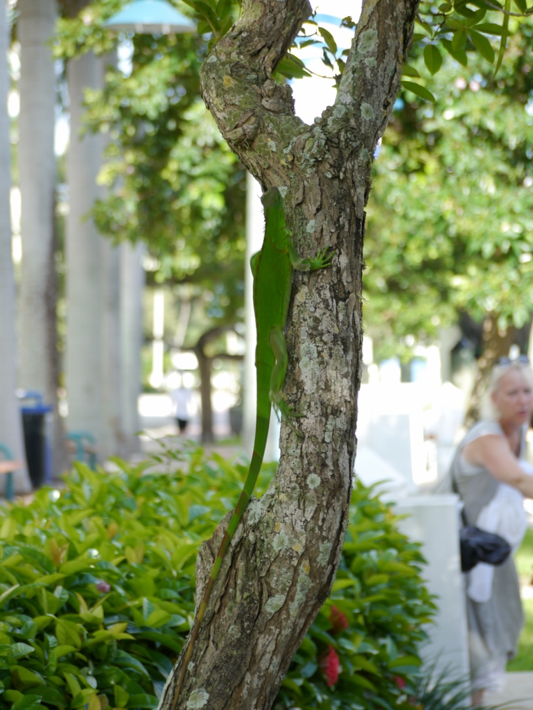 iguane vert iguane vert