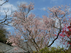 ���c���̔ފݍ�