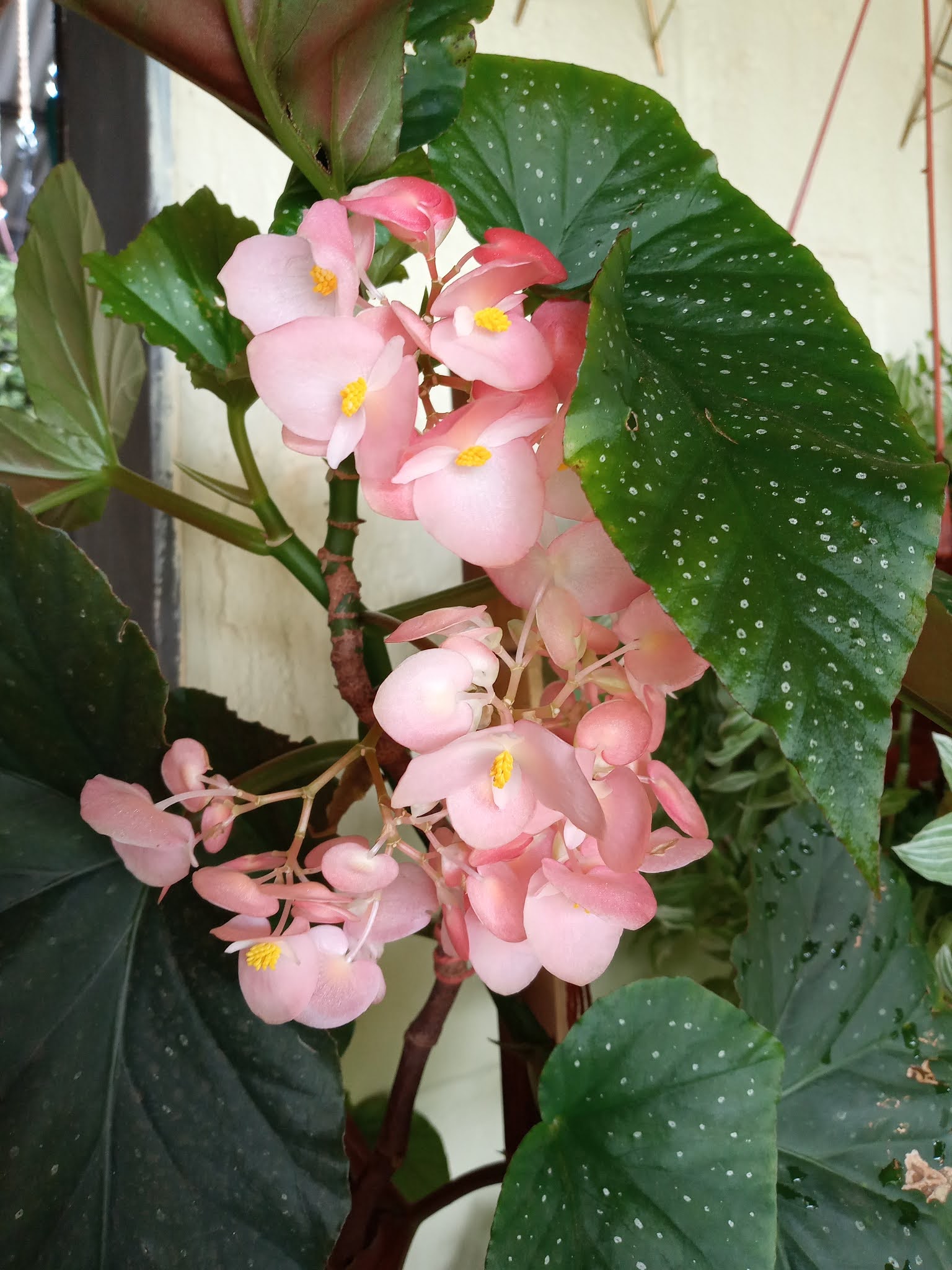 Begônia (Begonia aconitifolia A.DC.) | A planta da vez