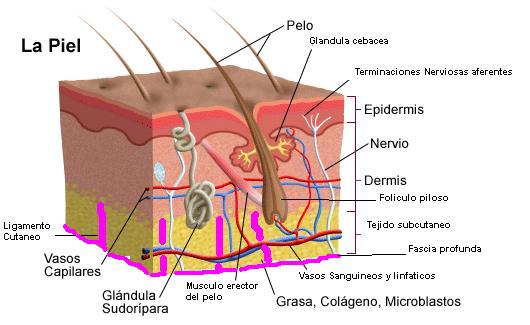 estructura de la piel