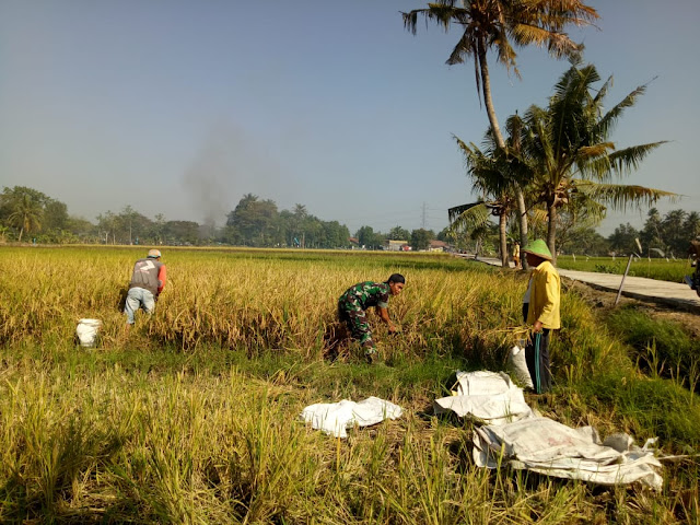 Satgas TMMD Reg 105 Bantu Panen Padi Petani   