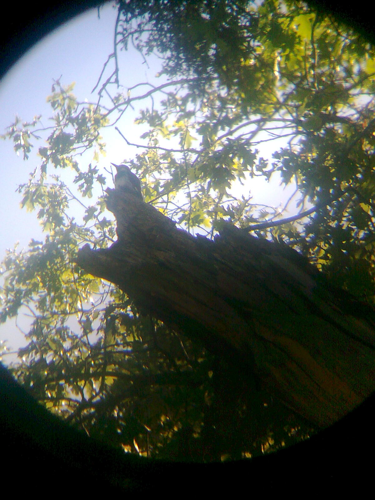 acorn woodpecker cornell acorn woodpecker cornell
