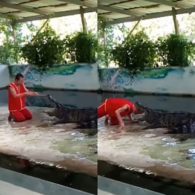 Stunt gone wrong! Zoo keeper places his head inside crocodile's mouth and this happened