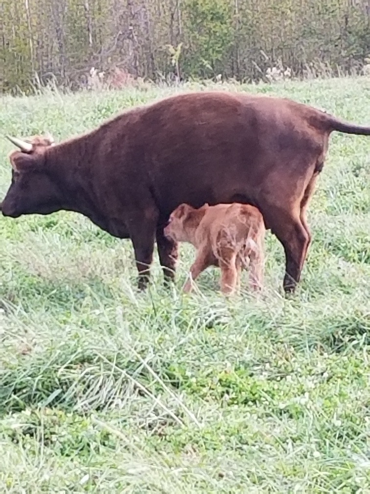 Restoration News Dexter Cows For Sale