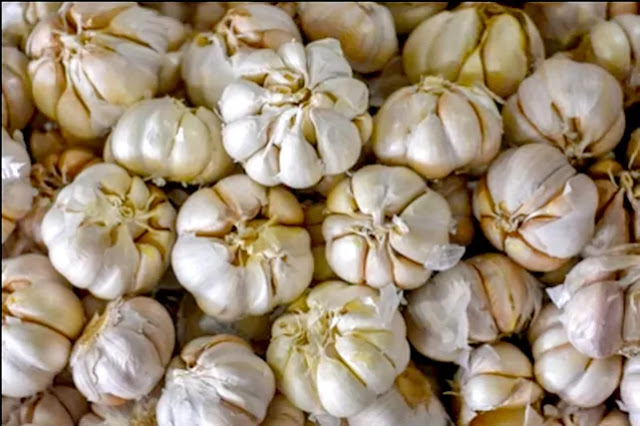the gujarat Garlic samachar is due to the need Garlic for rainy season agriculture in Gujarat garlic apmc market price is unlikely to rise at present