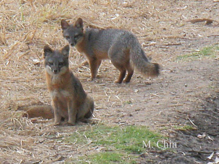 Friends of the Island Fox Unique As An Island Fox