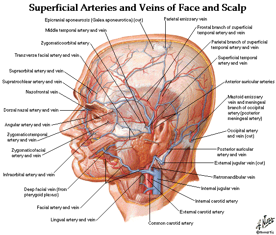 Dentistry And Medicine 280 Head And Neck Anatomy Mcq Multiple