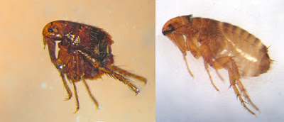 Cat fleas vs Dog fleas Pictures, Size, Identification