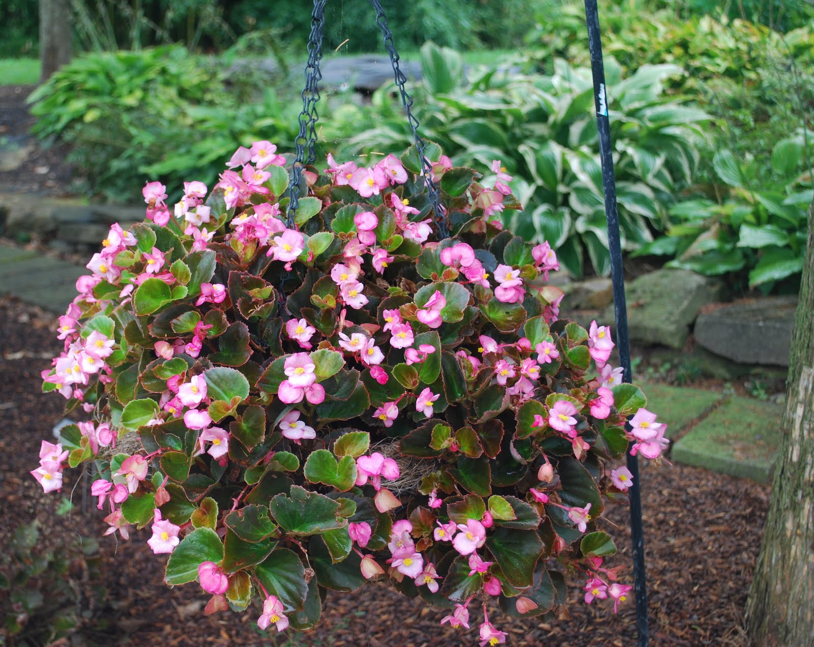 Country Garden Home Wax Begonia's