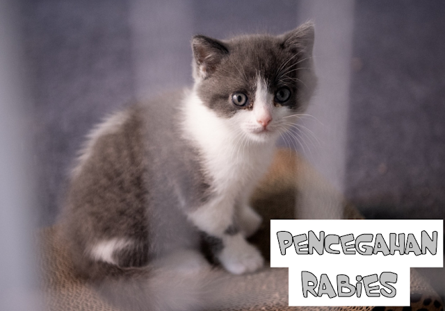 Kucing Rabies Mati Obat Rabies Kucing