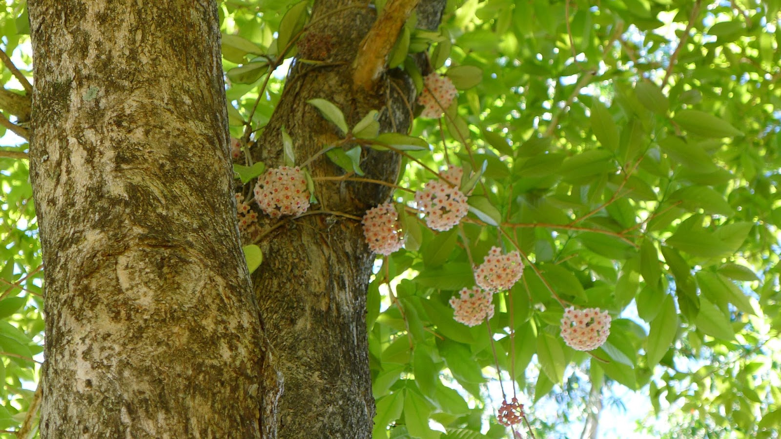 Lavender And Vanilla Friends Of The Gardens Hoya Carnosa In The Home Garden
