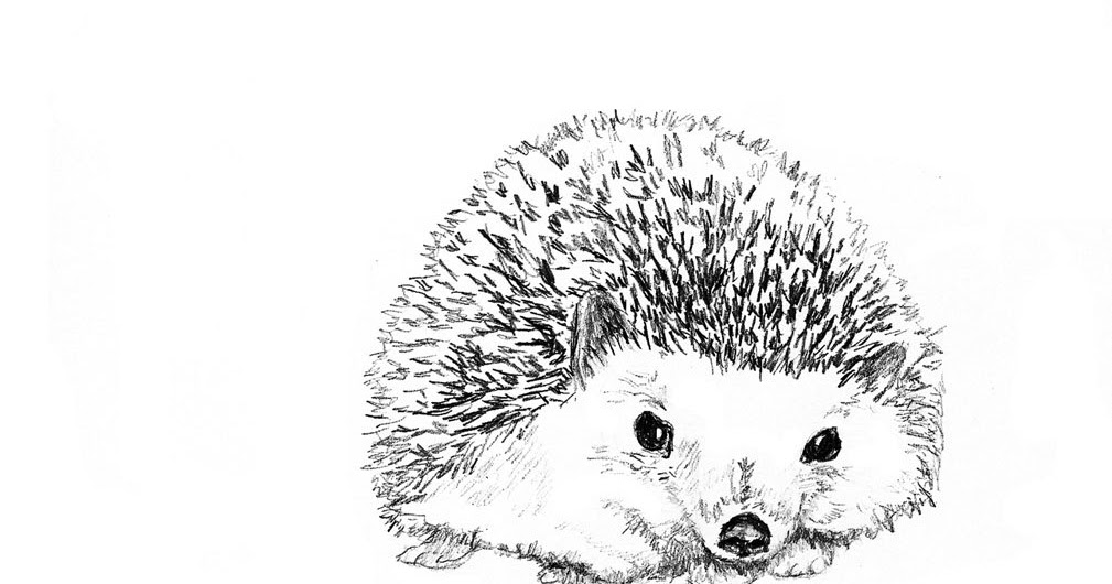 hedgehog clipart pinterest - photo #25