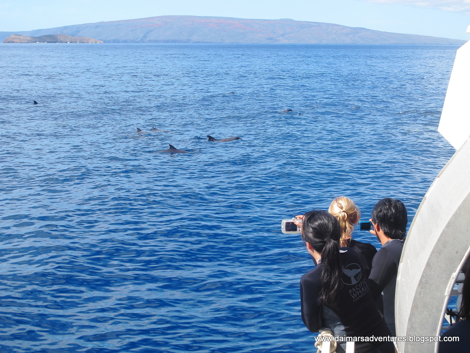 Melon Headed Whales (Peponocephala electra)