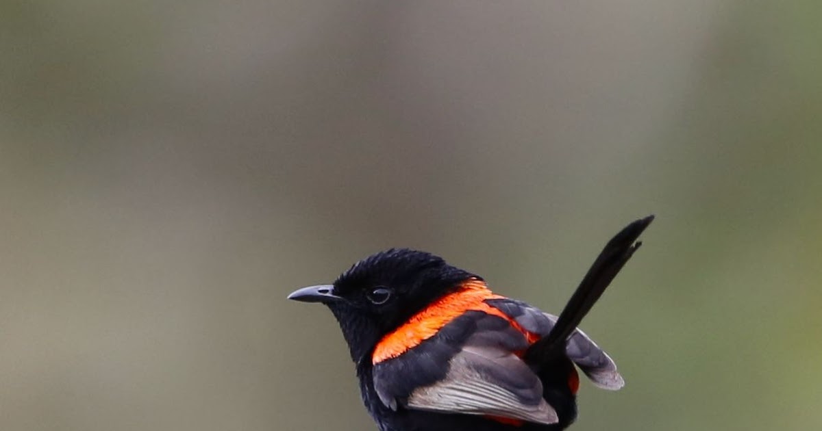 Avithera Redbacked Fairywrens