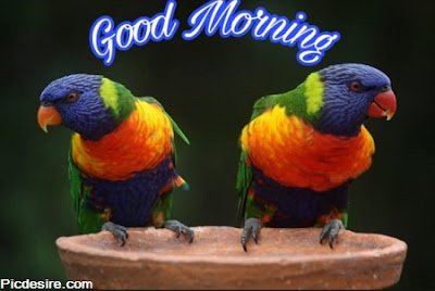 These Best 99+ Good Morning Images will make your day These Best 99+ Good Morning Images will make your day