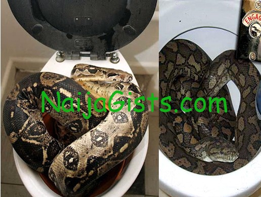 live python snake in toilet bowl live python snake in toilet germany