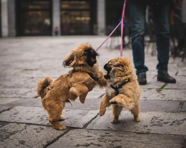 how-to-properly-break-up-dog-fight