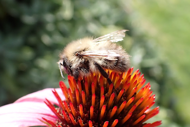 Common carder bee