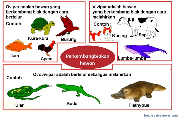  Perkembangbiakan  hewan secara  generatif dan vegetatif 