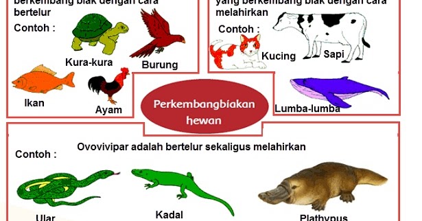  Hydra  Merupakan Jenis Hewan  Yang Berkembang Biak Dengan  