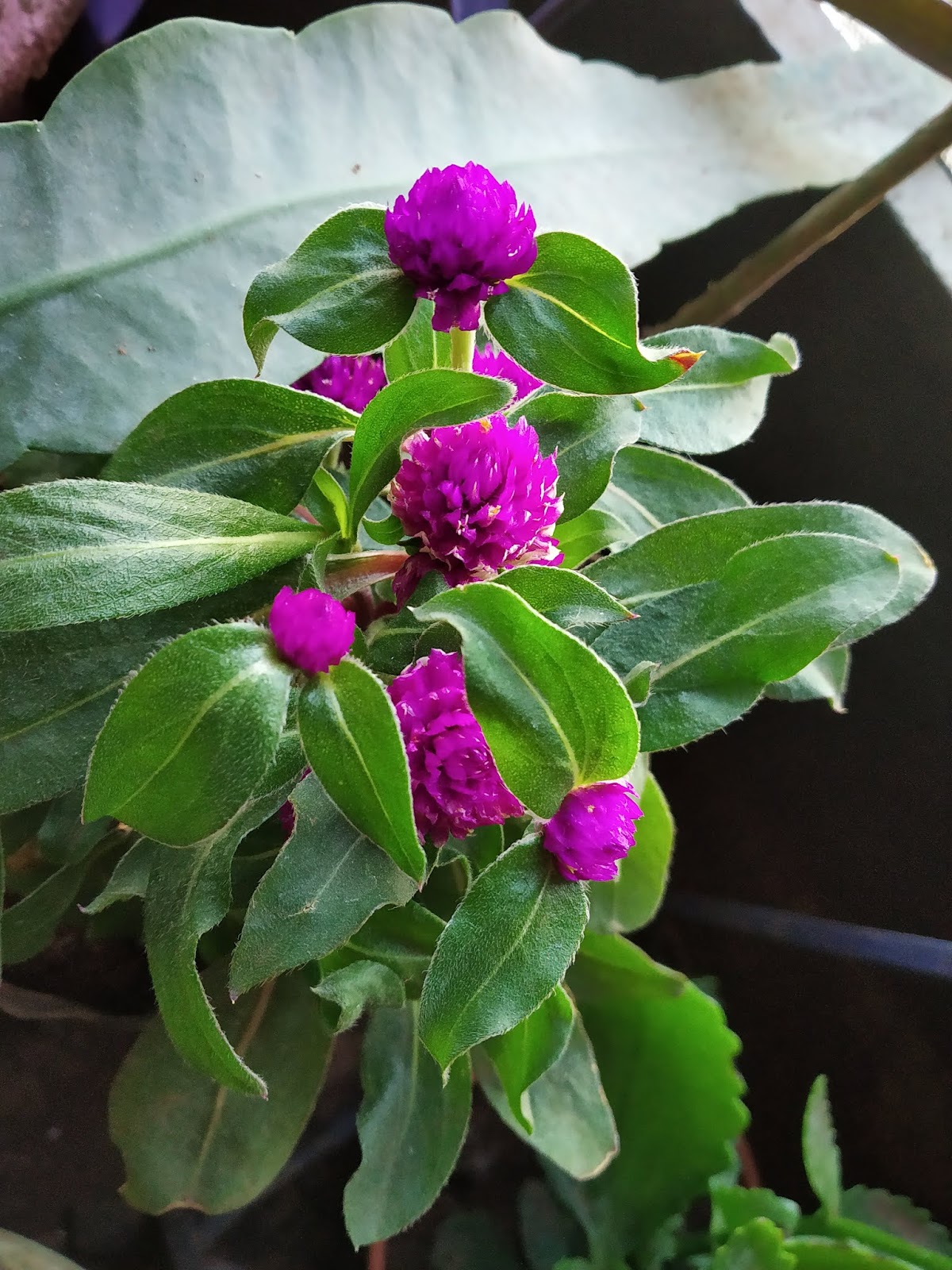 Garden Care Simplified Gomphrena Globe Amaranth Dark Pink Ball Shaped